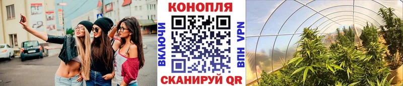 Марихуана сатива Ижевск